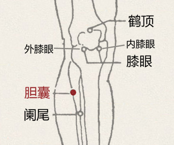 胆囊穴(图1)