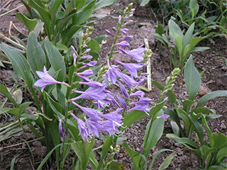紫玉簪(图1)
